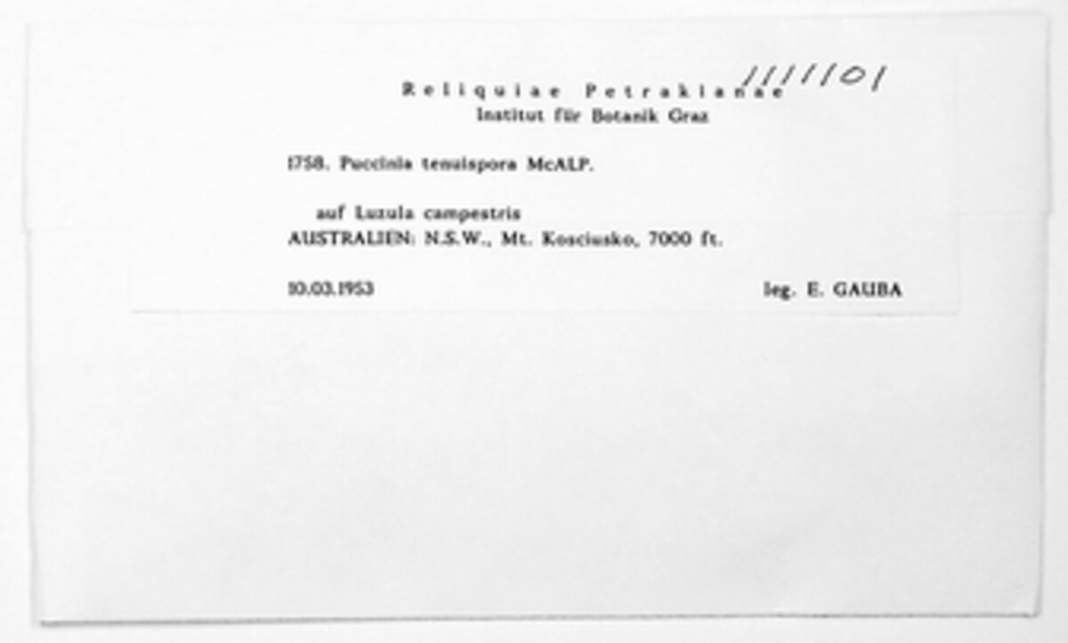 Puccinia tenuispora image